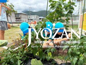 夏野菜♪
