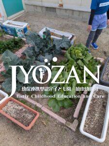 白菜クッキング