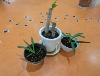 芽が出た☆☆☆