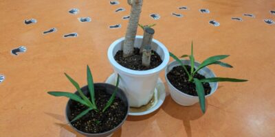 芽が出た☆☆☆