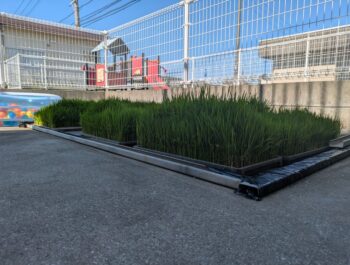 もうすぐ田植え体験♪