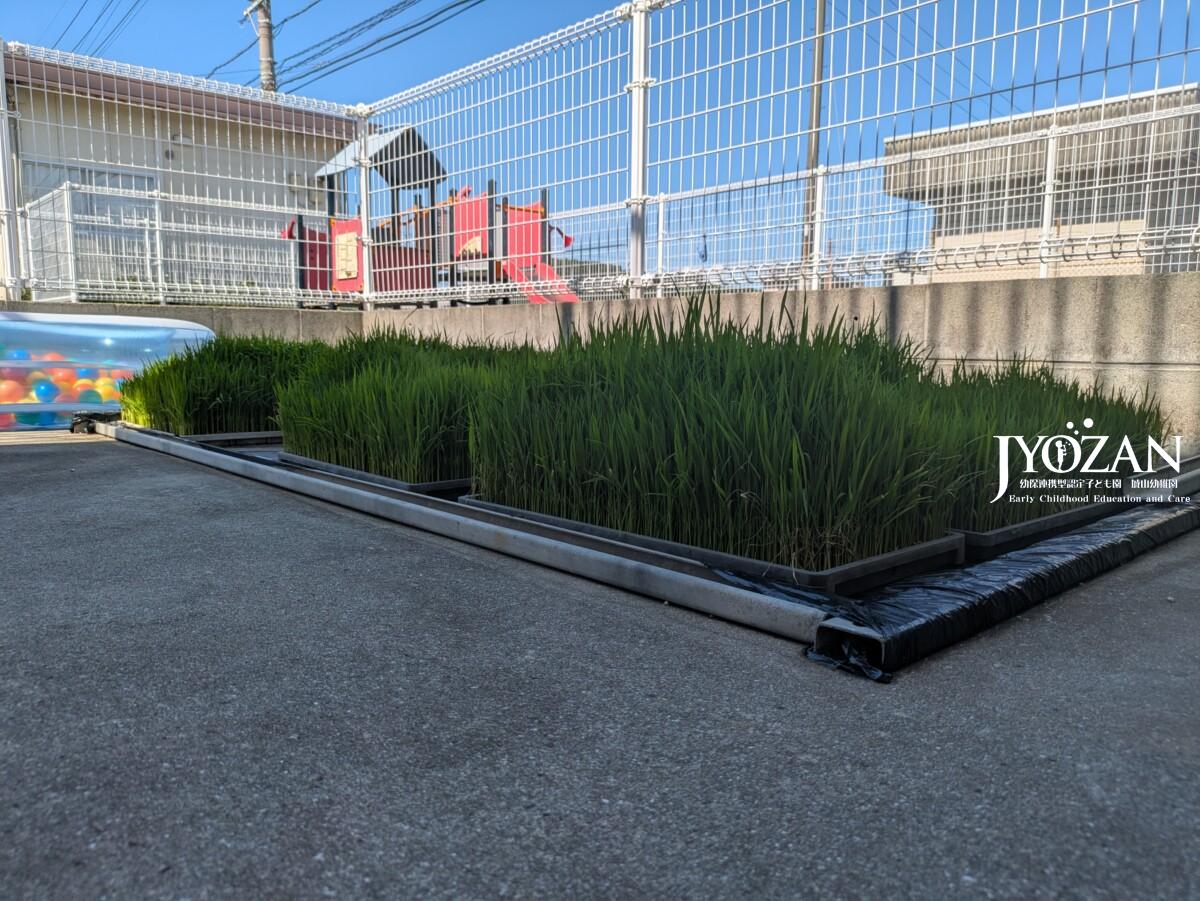もうすぐ田植え体験♪